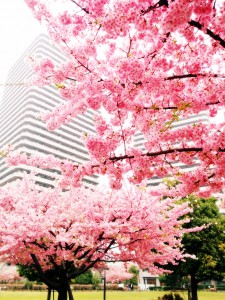 橋本の桜