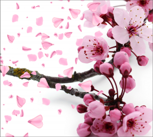 桜の花びらと和風装飾のIllustratorブラシ素材