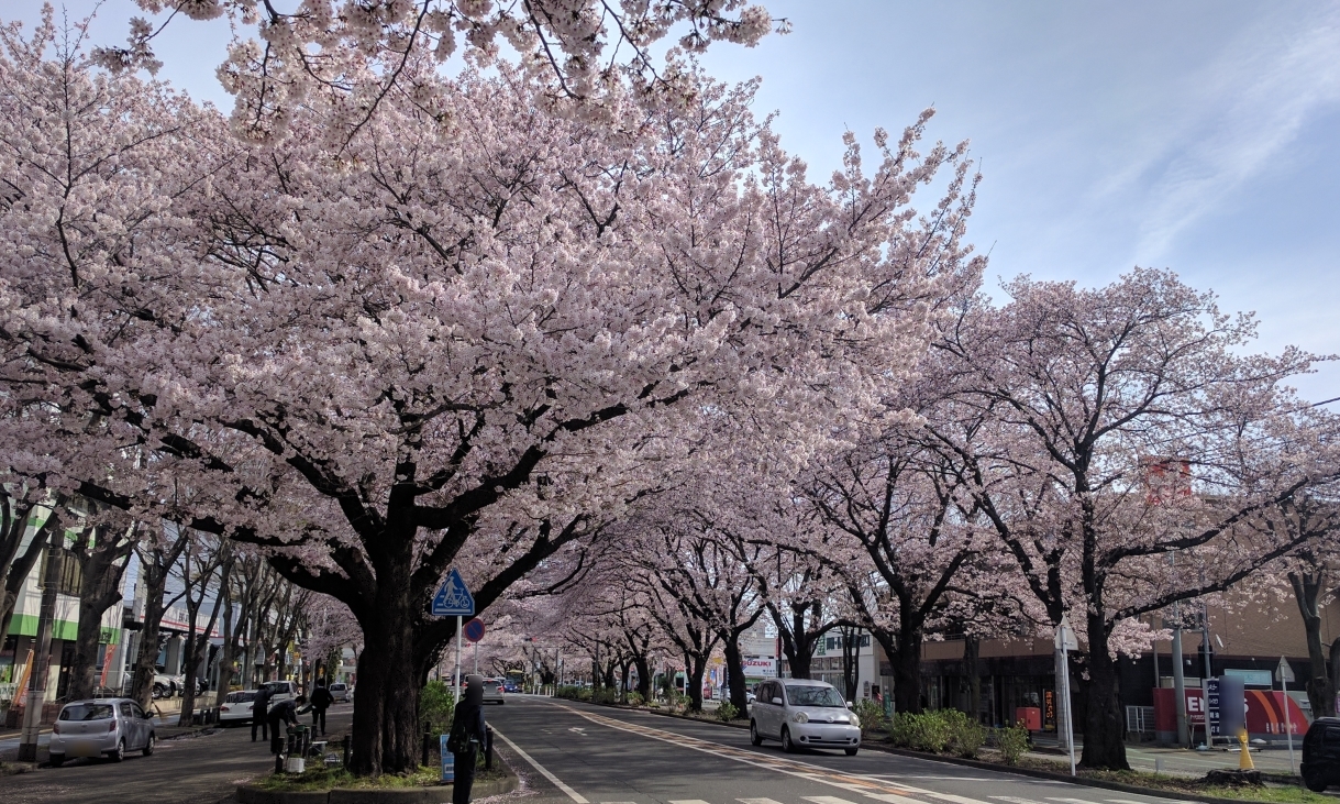 相模原市役所通り桜