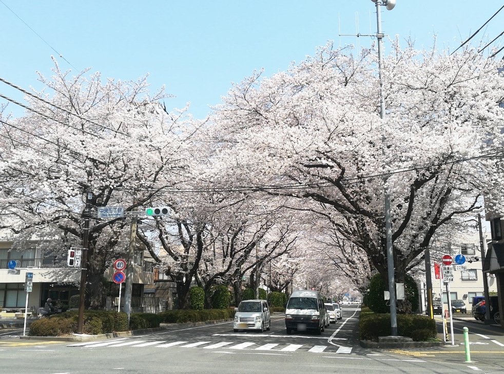 相模原市の桜